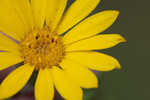 Soft goldenaster